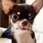 famous chihuahua agatha