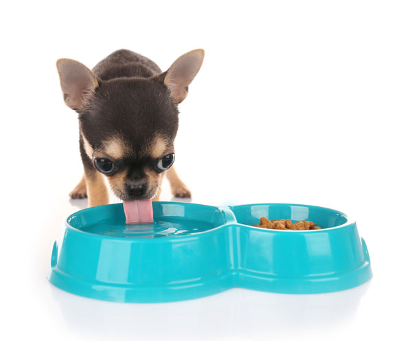 teacup chihuahua drinking water