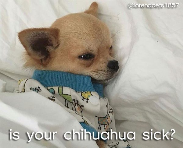 sick chihuahua puppy