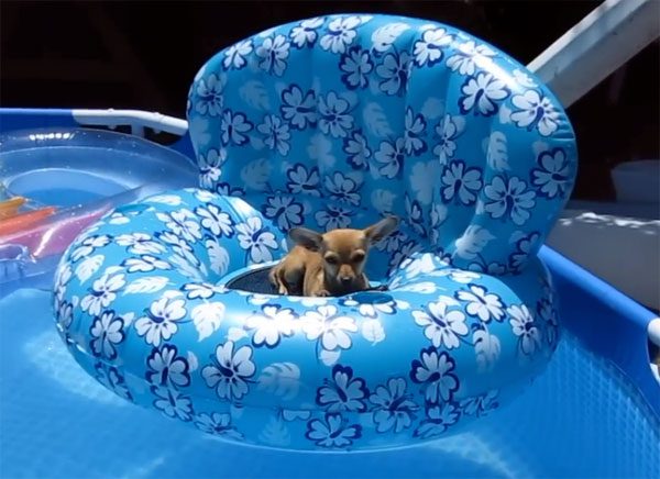 chihuahua on floaty relaxing in pool