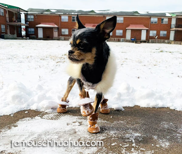 chihuahua in boots