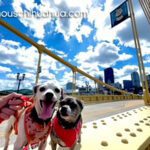 ruthie rex famous chihuahuas