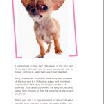 Famous Chihuahua book sample page 1