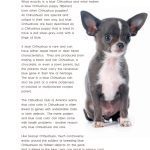 Famous Chihuahua book sample page 3