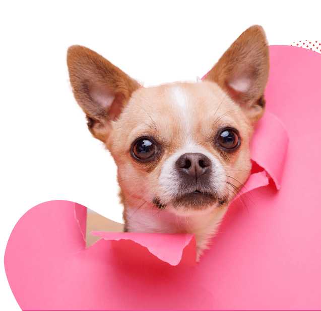 Famous Chihuahua dog with paper heart