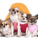 Famous Chihuahua group of chihuahuas 2