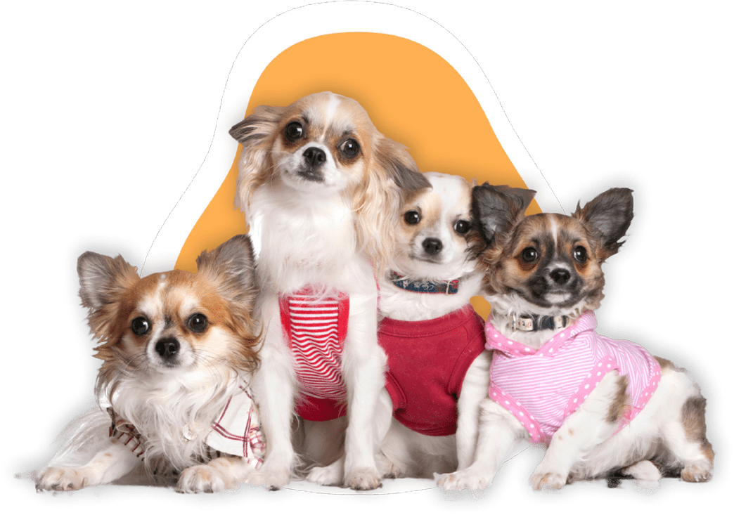 Famous Chihuahua group of chihuahuas 4