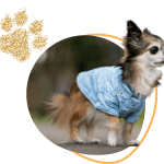 Famous chihuahua cute chihuahua dog