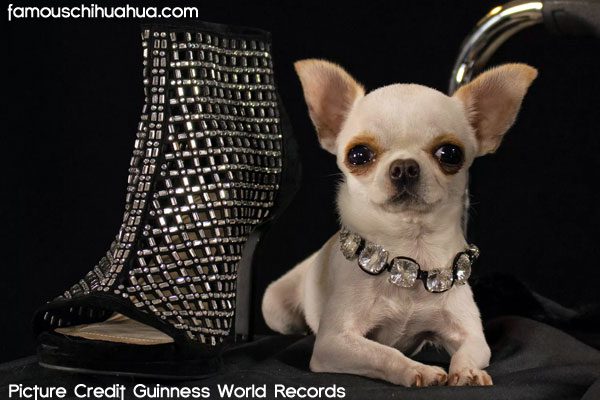 pearl worlds shortest dog