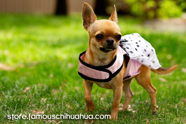 pink satin chihuahua dress famous chihuahua store