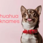 chihuahua nicknames