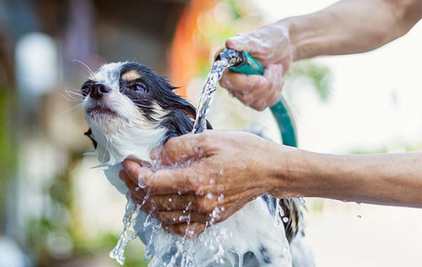 chihuahua hosed down in summer heat