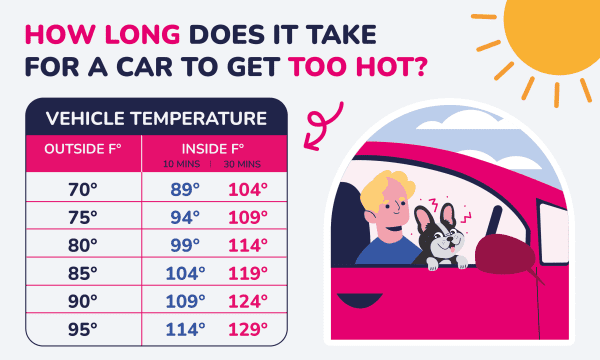 temperature: how hot is too hot to leave chihuahuas in car