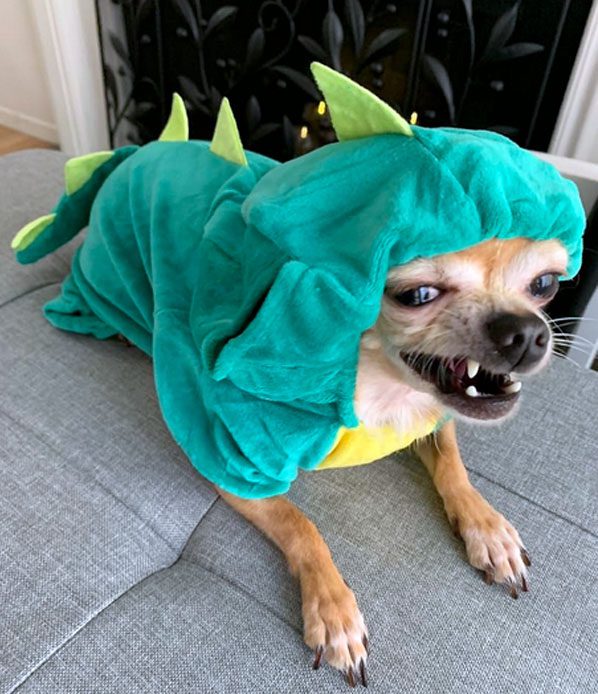 chihuahua dinosaur costume