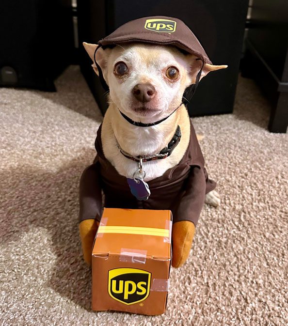 chihuahua ups halloween costume