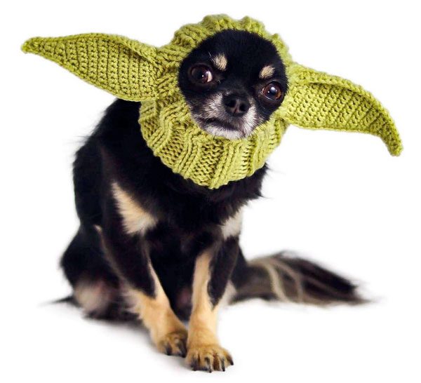 chihuahua yoda costume halloween