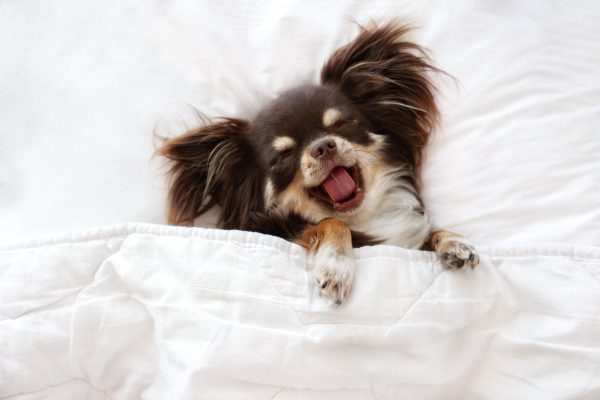 cute chihuahua sleeping in bed
