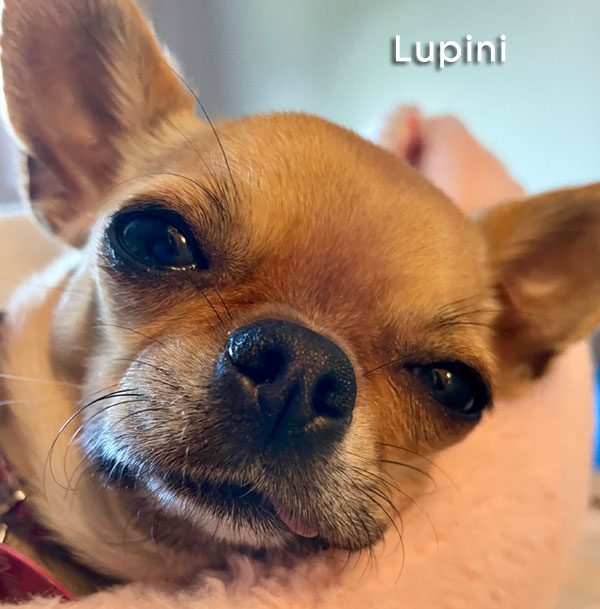 lupini chihuahua falling asleep