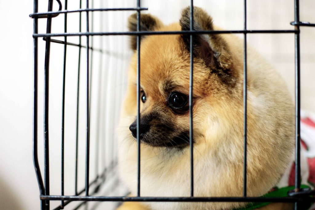 chihuahua in kennel