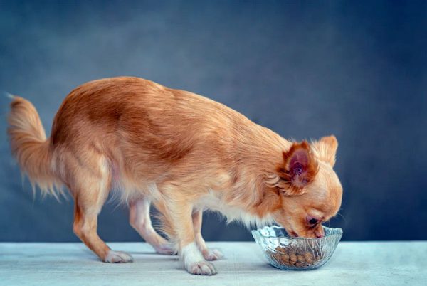 chihuahua eating dog food from bowl