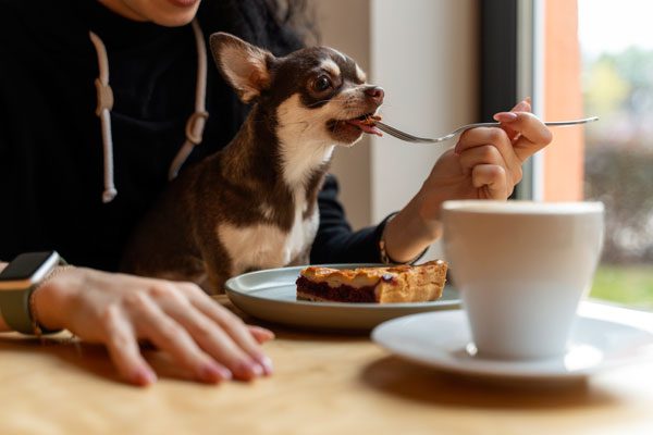Chihuahua eating from owners fork