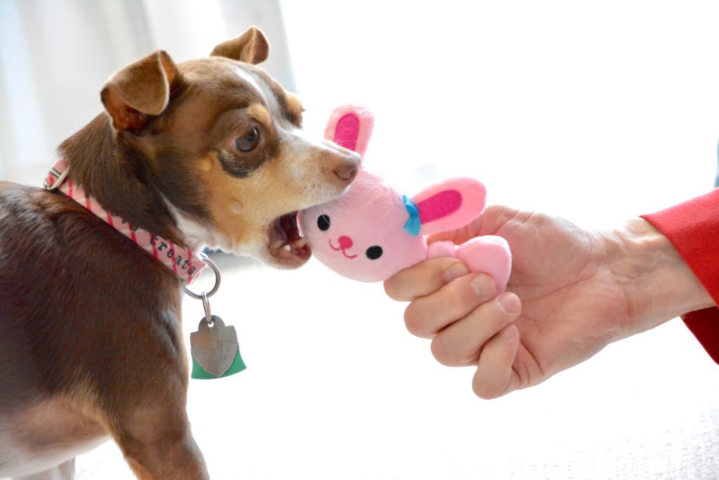 chihuahua chewing dog toy