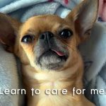 chihuahua care guide