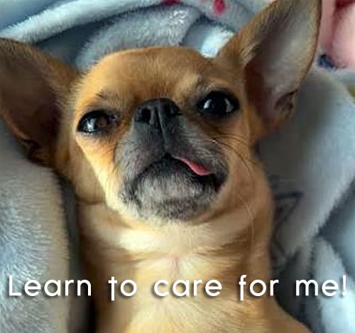 chihuahua care guide