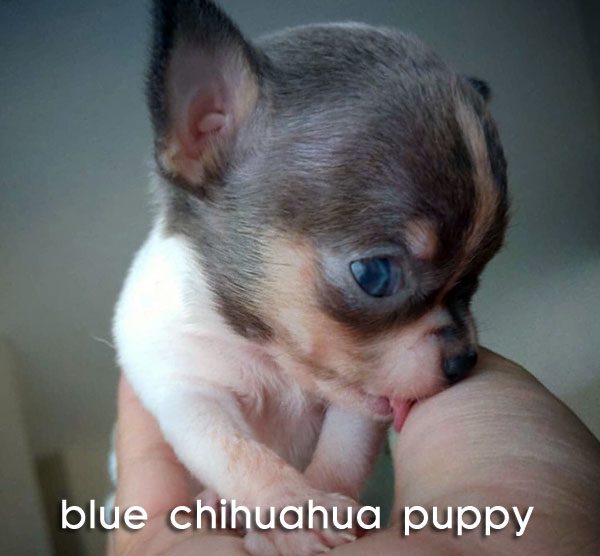 blue chihuahua puppy dog