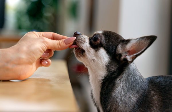 Adorable Chihuahua Receives Reward Training Treats
