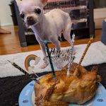 cute applehead chihuahua birthday