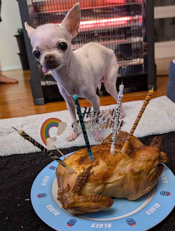 cute tiny white teacup chihuahua 