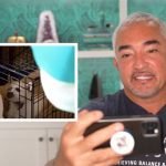 Cesar Milan trains an aggressive chihuahua