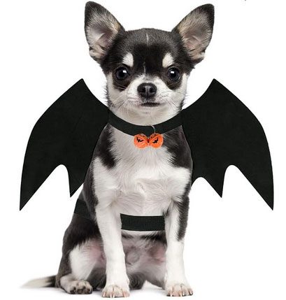 BAT DOG chihauhua costume! ONLY $7.99! bad dog costume for chihuahuas