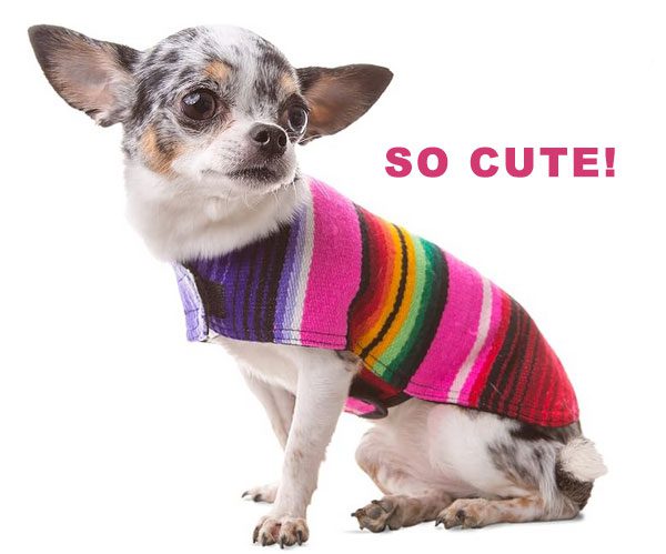 Chihuahua Poncho chihuahua poncho