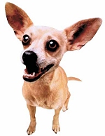 taco bell chihuahua